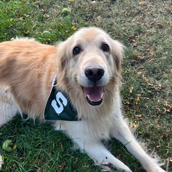 Meet your Posher, Sasha - Picture 4 of 5